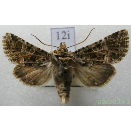 Hadena perplexa (Denis & Schiffermüller, 1775) Czech12i